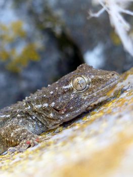 gecko photo