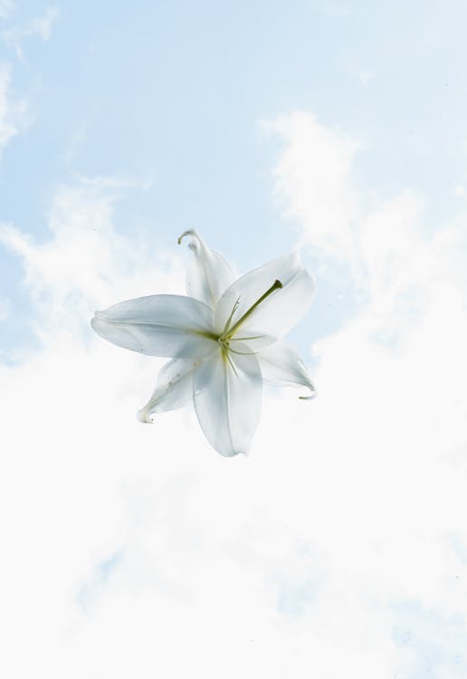 White Flower Under Blue Sky