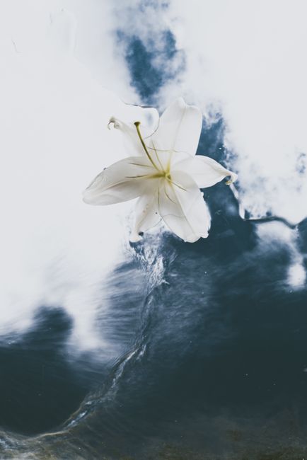 A beautiful white lily floating on calm water with a blurred reflection, evoking peace and tranquility.