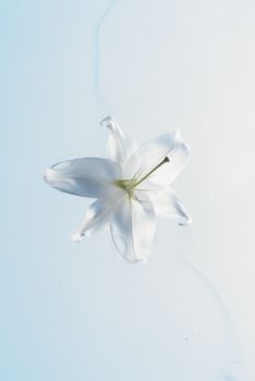 一朵象征纯洁与简单的白百合花，静静地漂浮在柔和的蓝色背景上