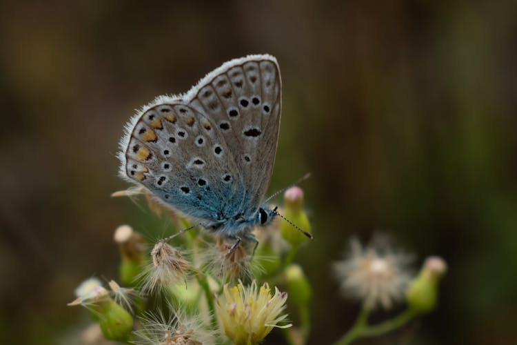 Macro Photography Of Silver-studded Blue Butterfly On A Delicate Flower