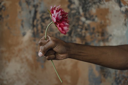 Immagine gratuita di delicato, fermaglio, fiore rosa