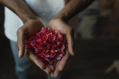Close-Up Photo of Person Holding Pink Flower