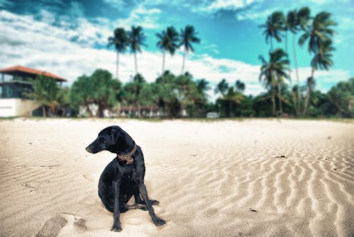 Foto profissional grátis de cachorro