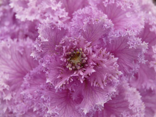 Closeup fragment of purple delicate flower with tender openwork petals and stamens growing in garden in summer time in nature