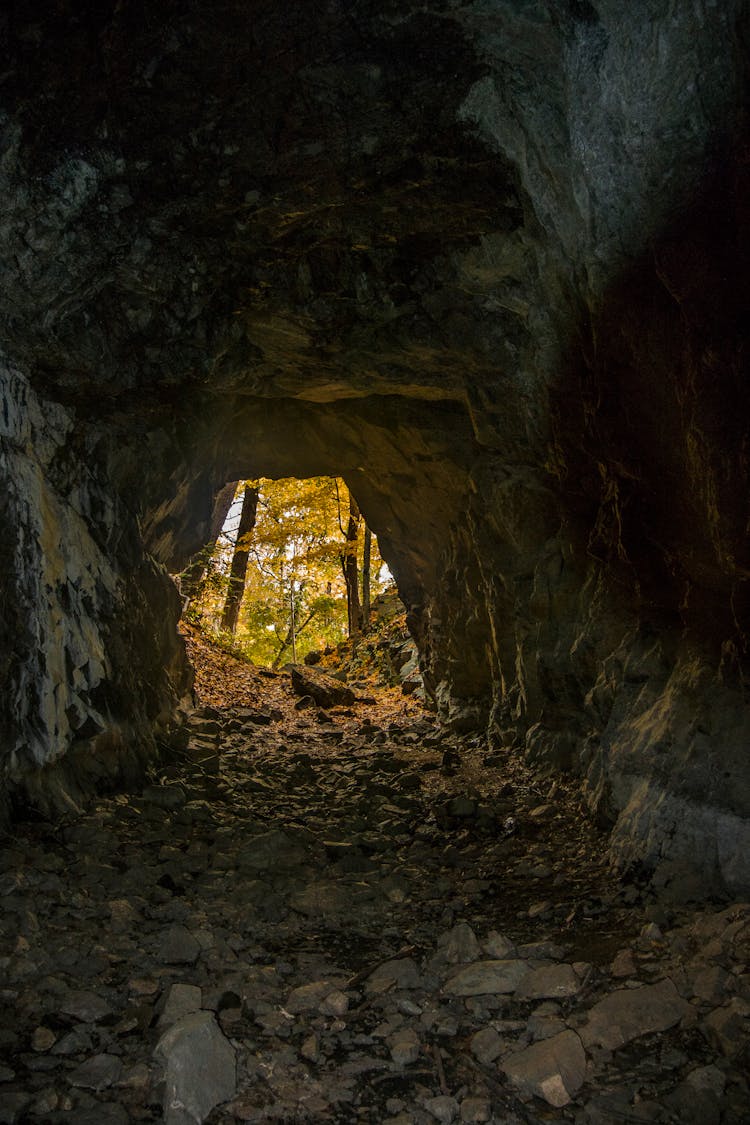 Cave Tunnel In Forest