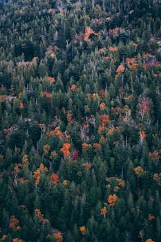 Stunning aerial view capturing the vibrant autumn colors of a lush forest.