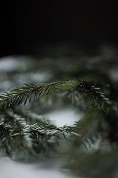 阴郁背景中，松树叶的模糊特写展现自然之美