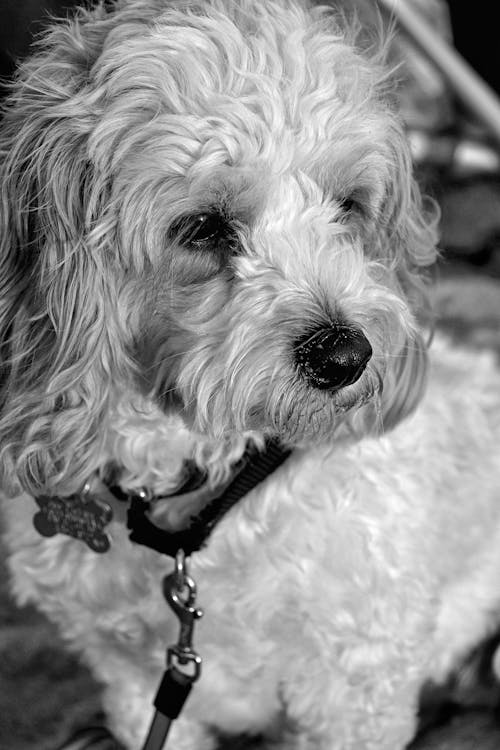 Free Grayscale Photo of a Long Coated Dog Stock Photo