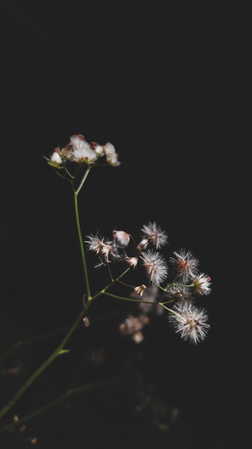 Gratis lagerfoto af blomster, cyanthillium, lodret skud