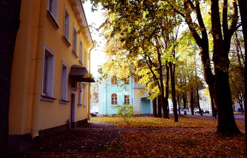 Ilmainen kuvapankkikuva tunnisteilla katu, kaupunki, pudonneet lehdet