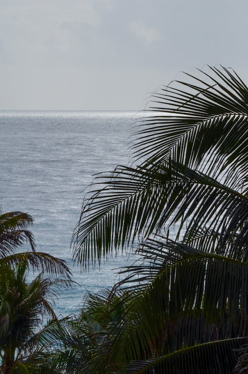 垂直拍攝, 棕櫚樹, 棕櫚樹葉 的 免費圖庫相片