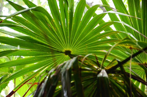 Darmowe zdjęcie z galerii z flora, liście, liście palmowe