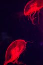 Red Jellyfish in Dark Room