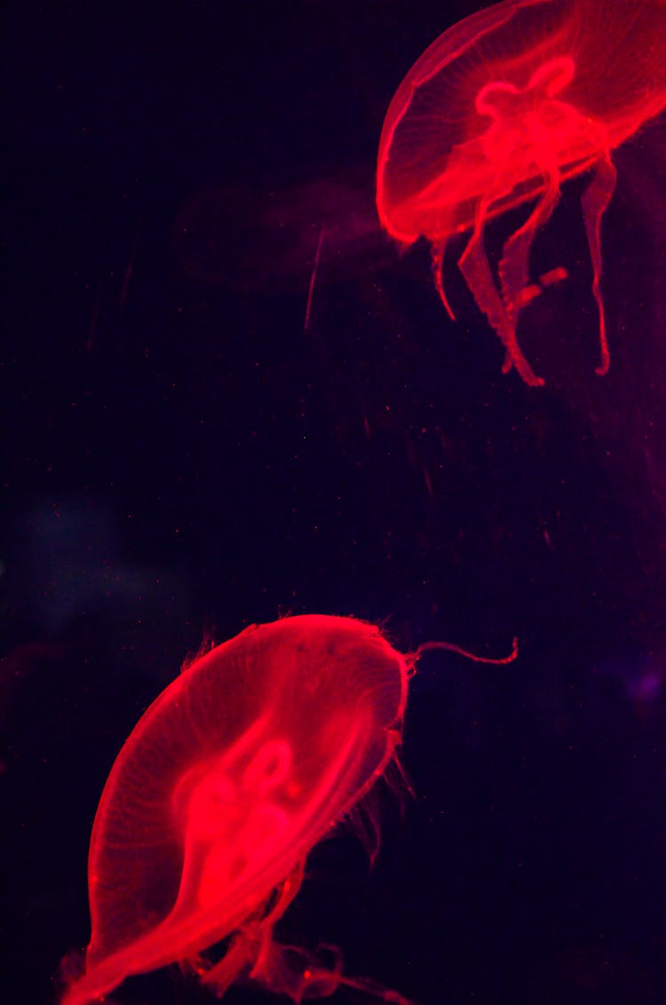 Red Jellyfish Underwater