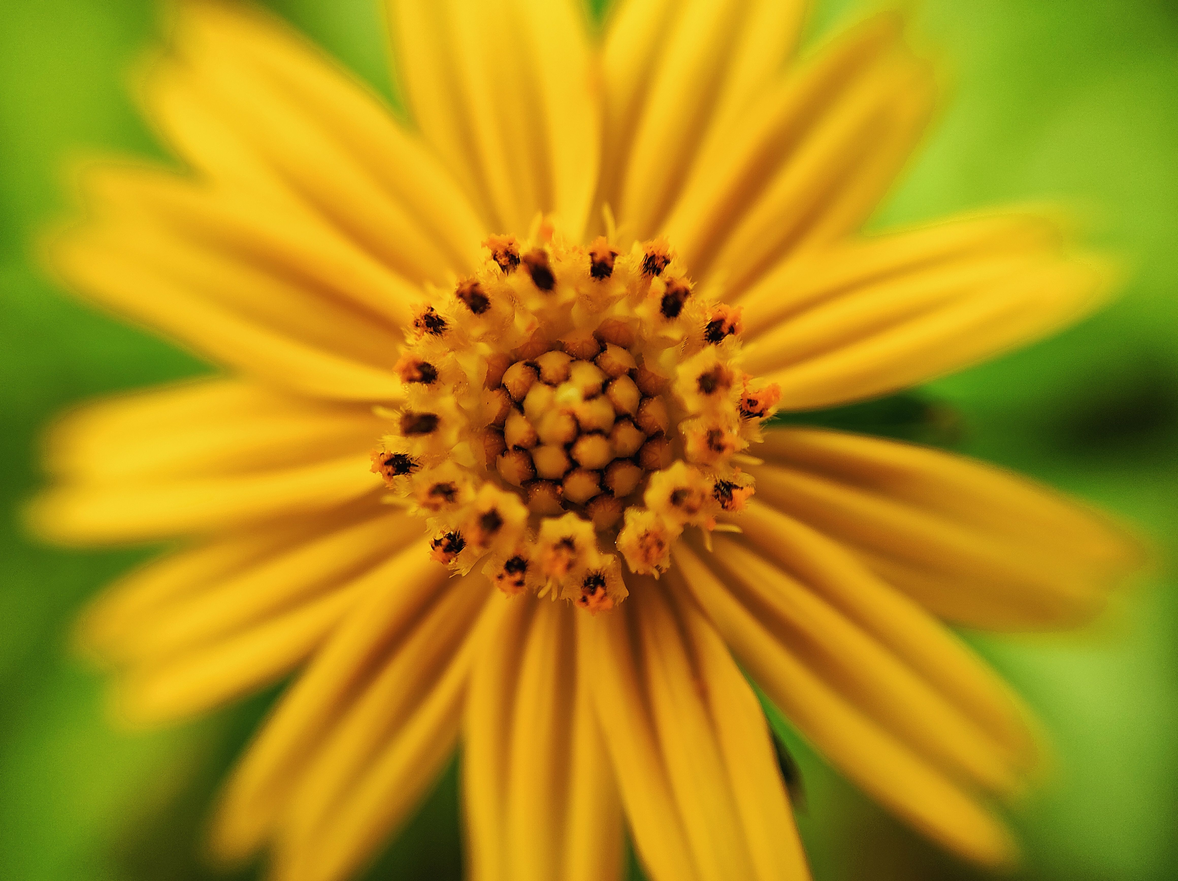 Close Up Photo of a Blooming Yellow Flower · Free Stock Photo