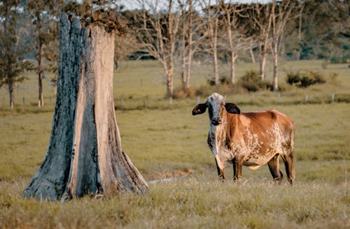 Immagine gratuita di alberi, animali della fattoria, bestiame