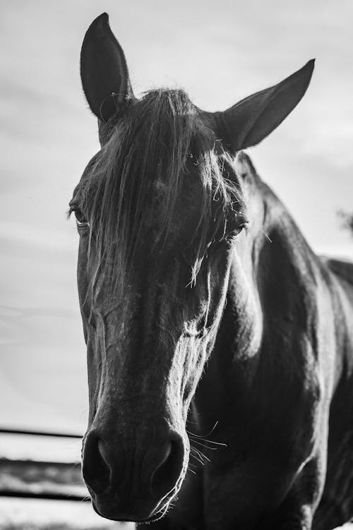 Безкоштовне стокове фото на тему «mustang кінь, відтінки сірого, волосина»