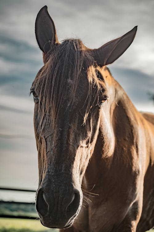 Free A Brown Horse in Close Up Photography Stock Photo