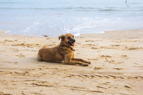 Brown Short Coated Dog Sitting on the Beach