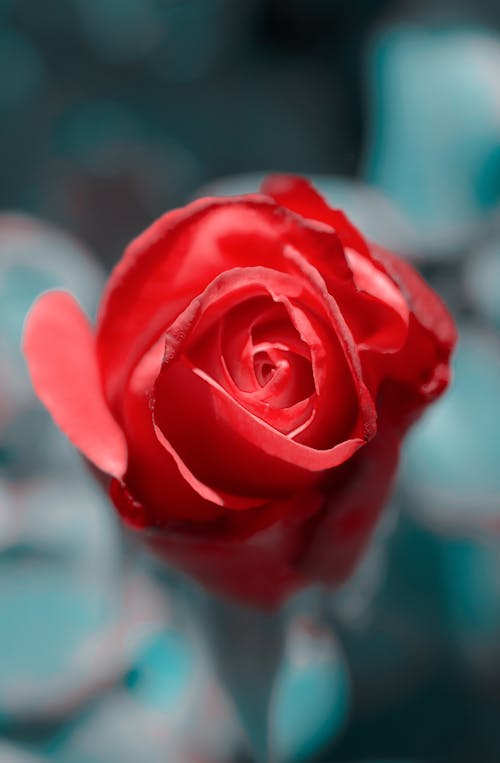 Bright red rose flower bud in garden