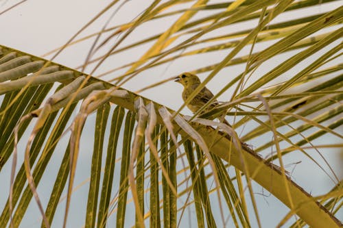Foto profissional grátis de ave, aviário, beleza na natureza