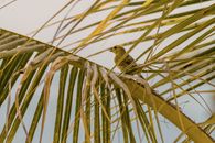 Brown Bird on a Palm Tree Branch