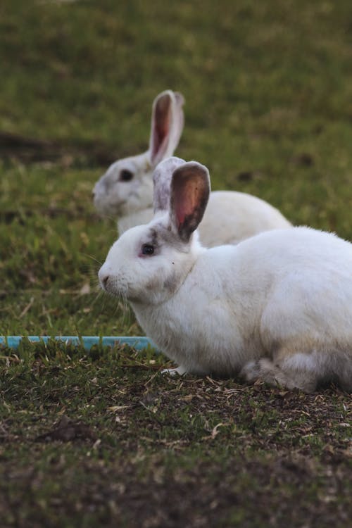 Free White Rabbit on Green Grass Stock Photo