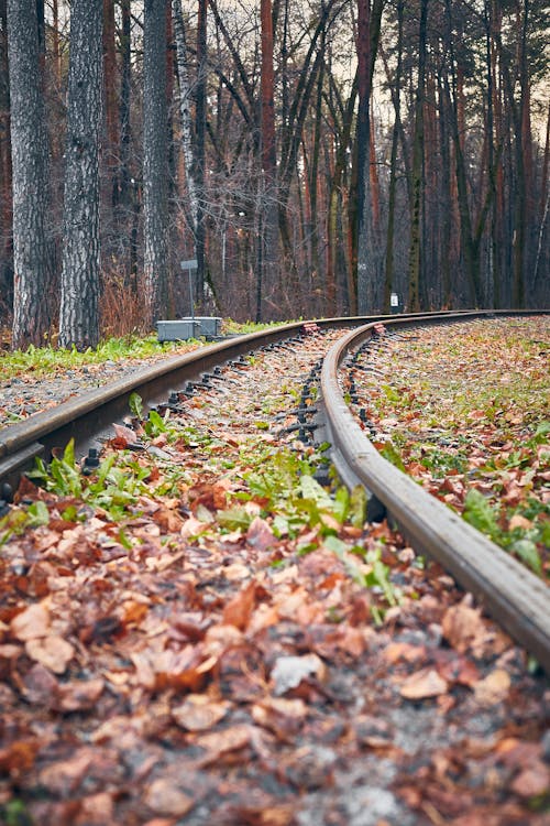  Railroad Track in the Woods in Autumn Season