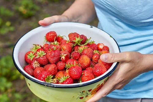 Red Strawberries in a Bowl