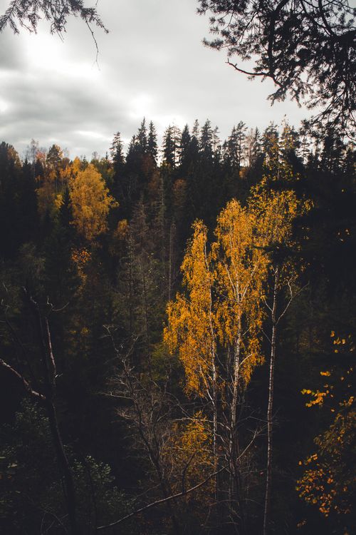 Free A serene autumn forest scene with vibrant yellow foliage under a cloudy sky. Stock Photo