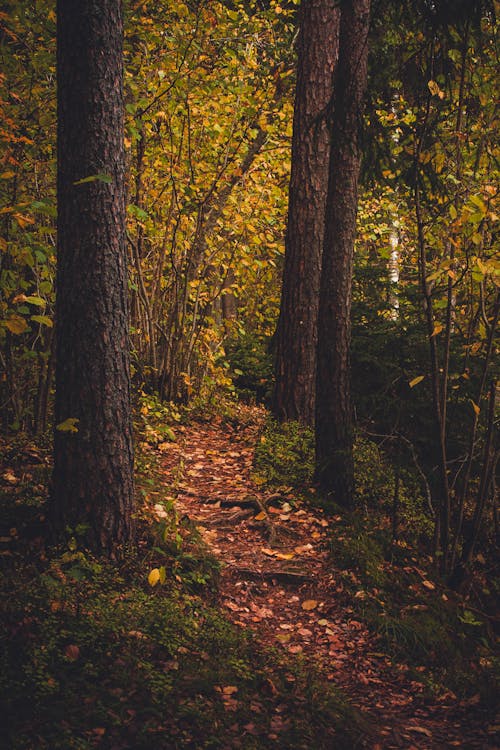 A Pathway in the Forest