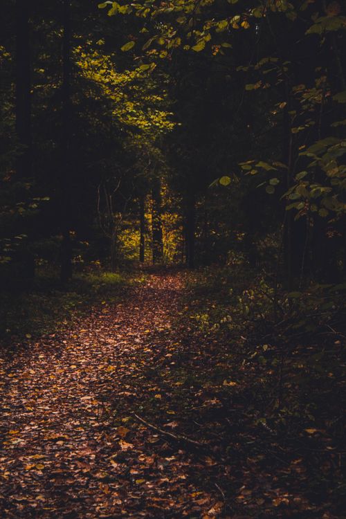 Free Tranquil wooded pathway covered in fallen leaves during autumn, showcasing natural beauty. Stock Photo