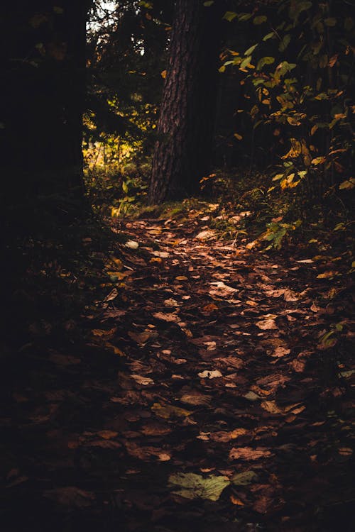 Brown Leaves on the Forest Ground