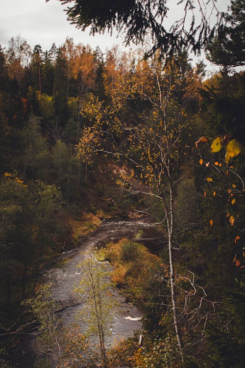 Free A Narrow River in the Forest Stock Photo