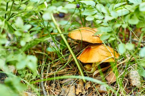 Free A close-up shot of wild mushrooms surrounded by lush greenery in a natural forest setting. Stock Photo