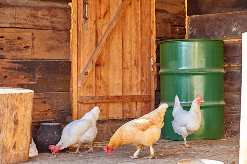 Free  Chickens Near Brown Wooden Door Stock Photo