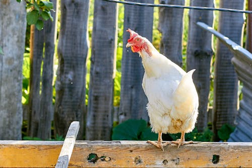 A White Chicken on the Brown Wooden Fence