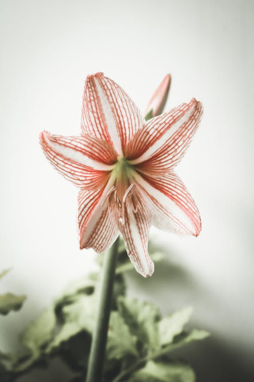 Free A Beautiful Lily Flower Stock Photo