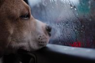 一只狗透过被雨水浸湿的车窗凝视，唤起一种渴望的感觉