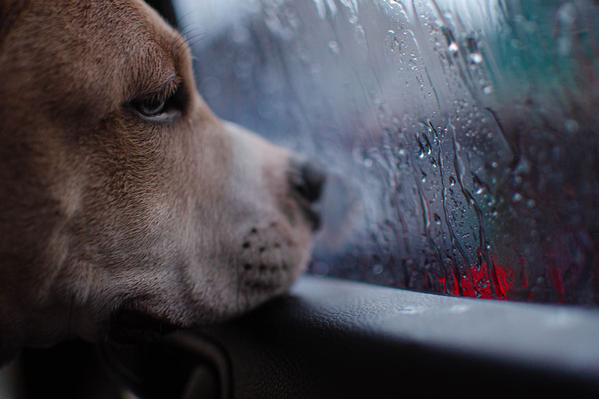 un chien peut il mourir de tristesse - Le chagrin du chien : des causes variées et des conséquences parfois graves