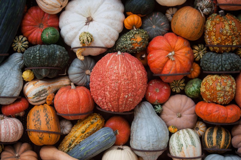 A vibrant collection of assorted gourds and squash showcasing fall harvest colors and textures.