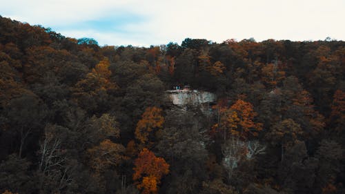 Free Aerial Photography of Autumn Trees in the Forest Stock Photo
