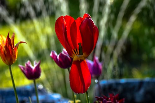 Bright colorful tulips growing in garden