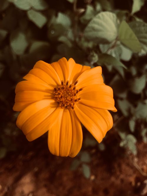 Free Close-up shot of a vibrant orange flower in bloom surrounded by green leaves. Stock Photo