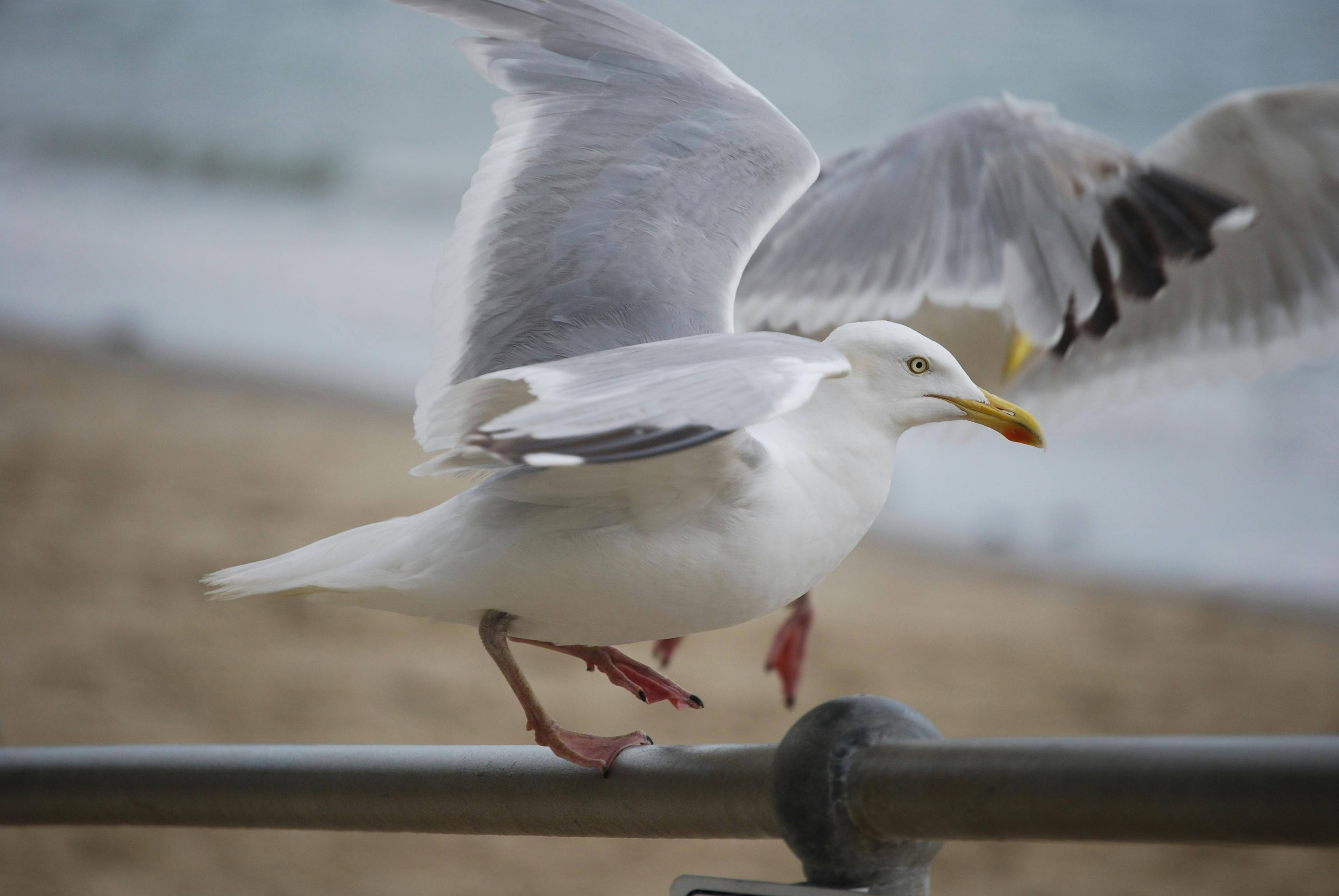 white bird on silver steel rod