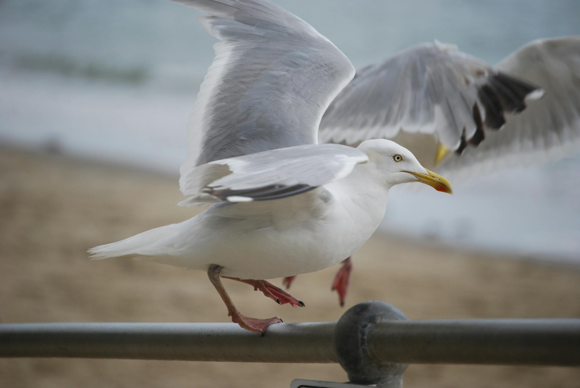 White Bird on Silver Steel Rod