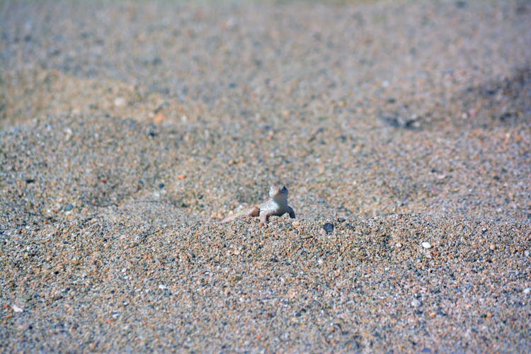 A Lizard On Gray Sand