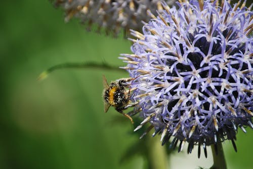 Close-up Photography of Bee Perched on Flower
