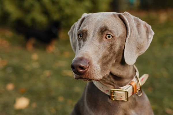 A weimaraner standing outdoors in a fitted harness